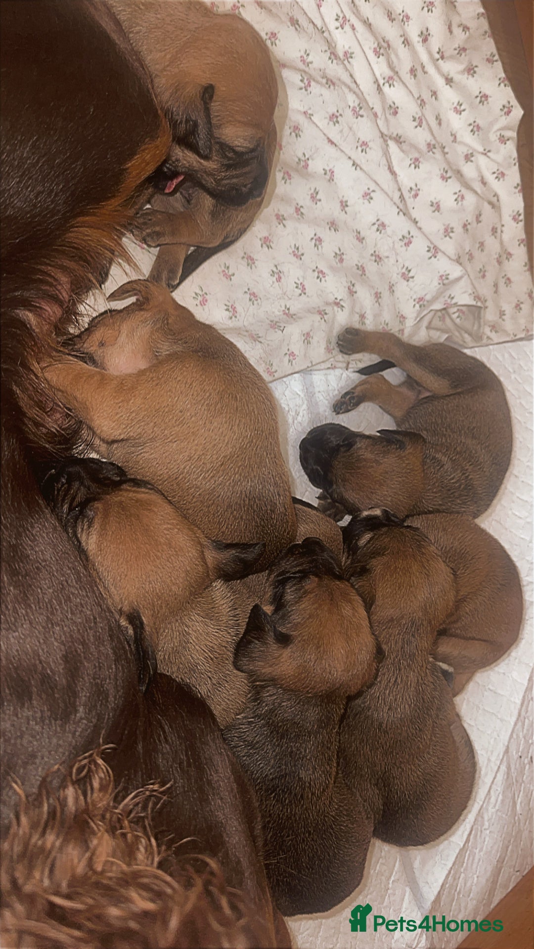 Mixed Breed dogs for sale: Beautiful Cocker spaniel mix puppies  - Advert 7