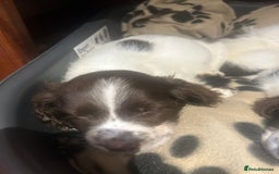 English Springer Spaniel dogs for sale: English springer spaniel puppies for sale - Image 3