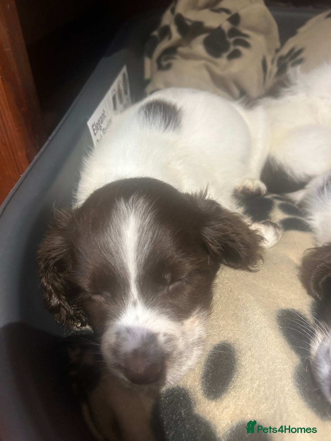 English Springer Spaniel dogs for sale: English springer spaniel puppies for sale - Image 3