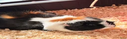 Guinea Pig rodents for sale: 2 friendly girl guineas with c&c cage - Advert 5