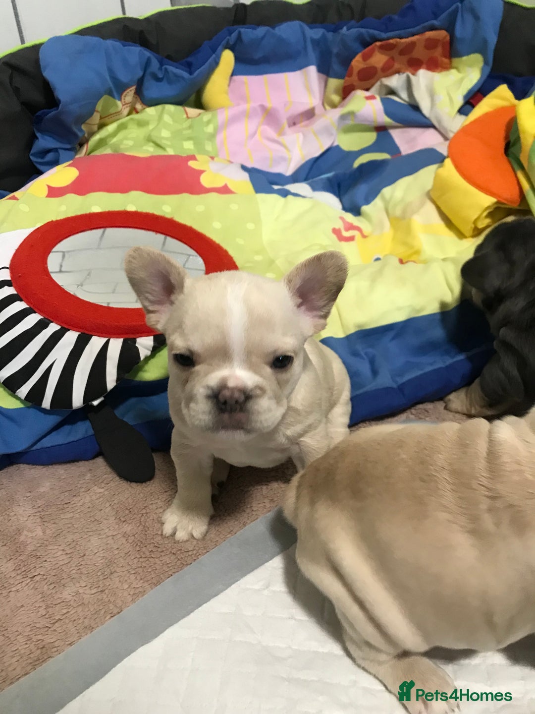French Bulldog dogs for sale:  French bulldogs from £850 to £1700 in Liverpool - Image 17