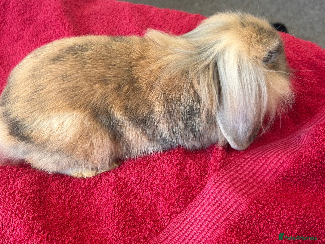 Lionhead rabbits for sale: Female rabbit  - Image 4