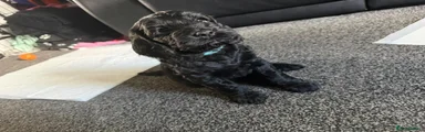 Cockapoo 4