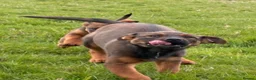 Mixed Breed dogs for sale: Rottweiler x malanois bitch pick of the litter  - Advert 9