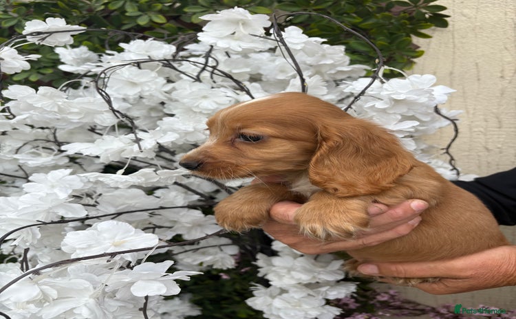Cocker Spaniel dogs - Advert 15