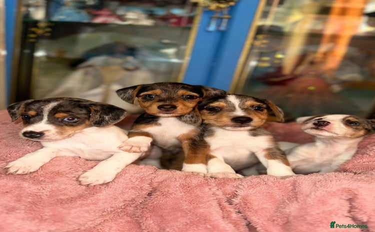 Mixed Breed dogs - Advert 14