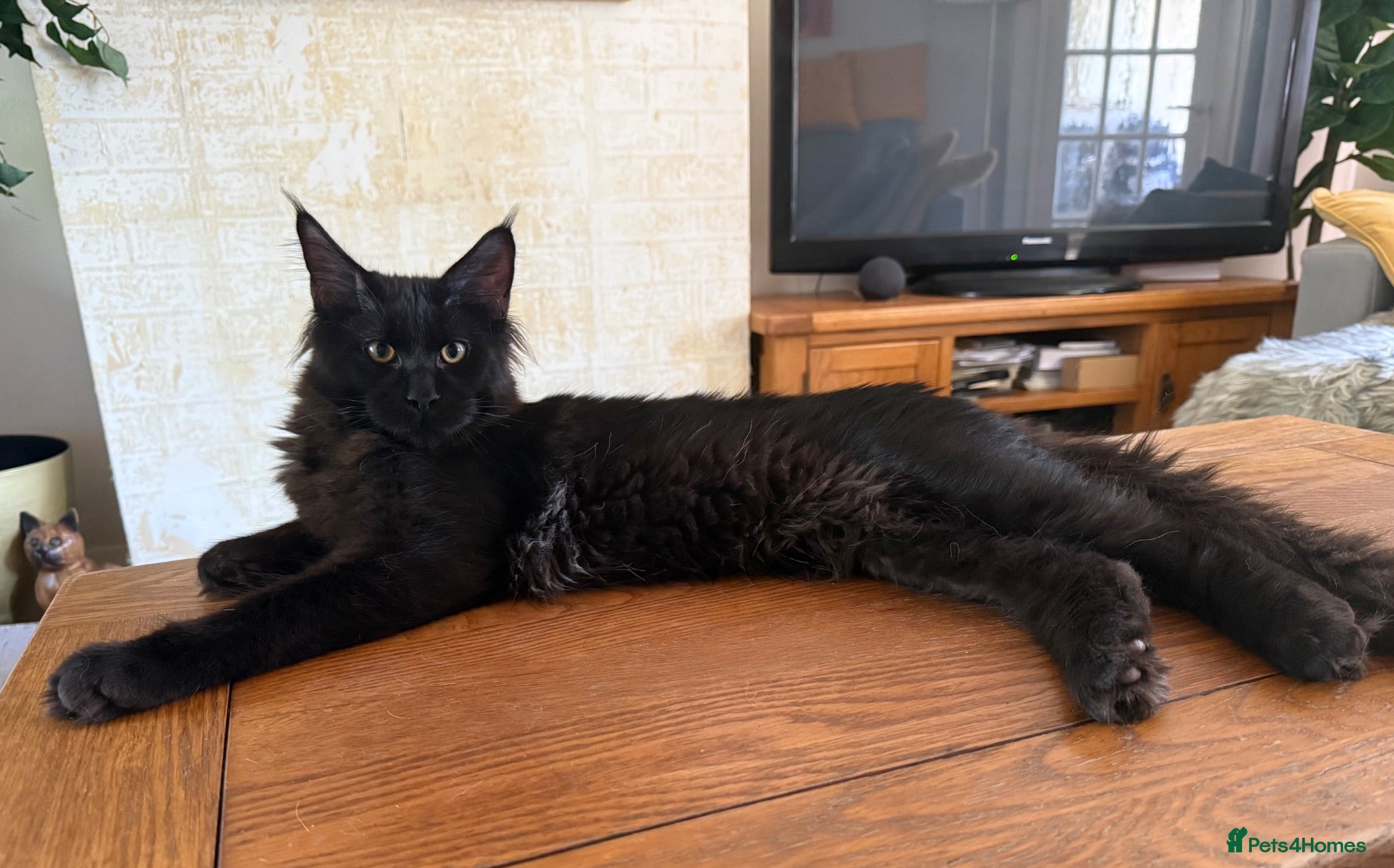 Maine Coon cats XXL kittens Tica ❤️ - Advert 1