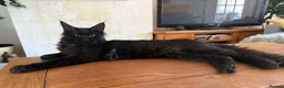 Maine Coon cats for sale: XXL kittens Tica ❤️ - Advert 1