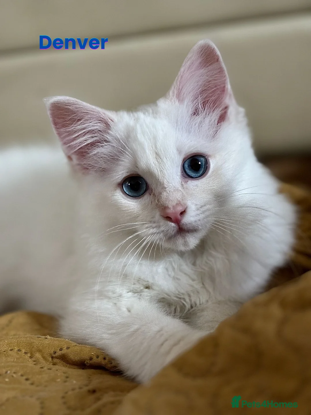 Ragdoll cats for sale: GCCF Registered Red Boys ready to go - Advert 8