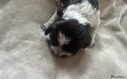 Cocker Spaniel dogs for sale: Blue roan cocker spaniels  - Image 24