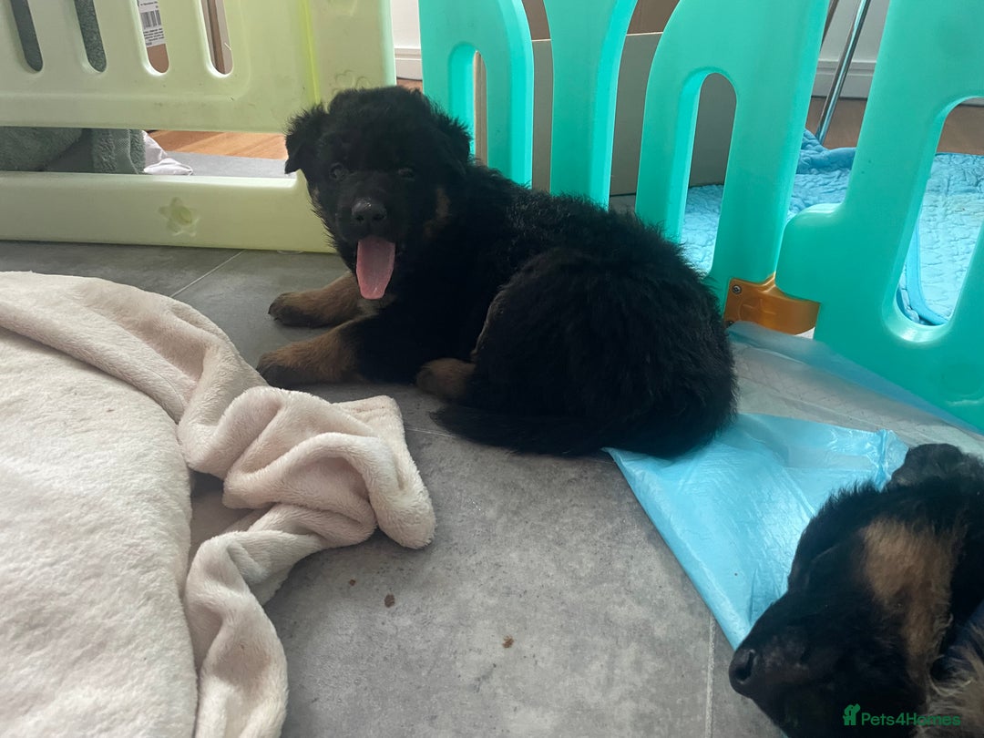 German Shepherd dogs for sale: German Shepherd puppies for sale (Full Pedigree) - Image 16