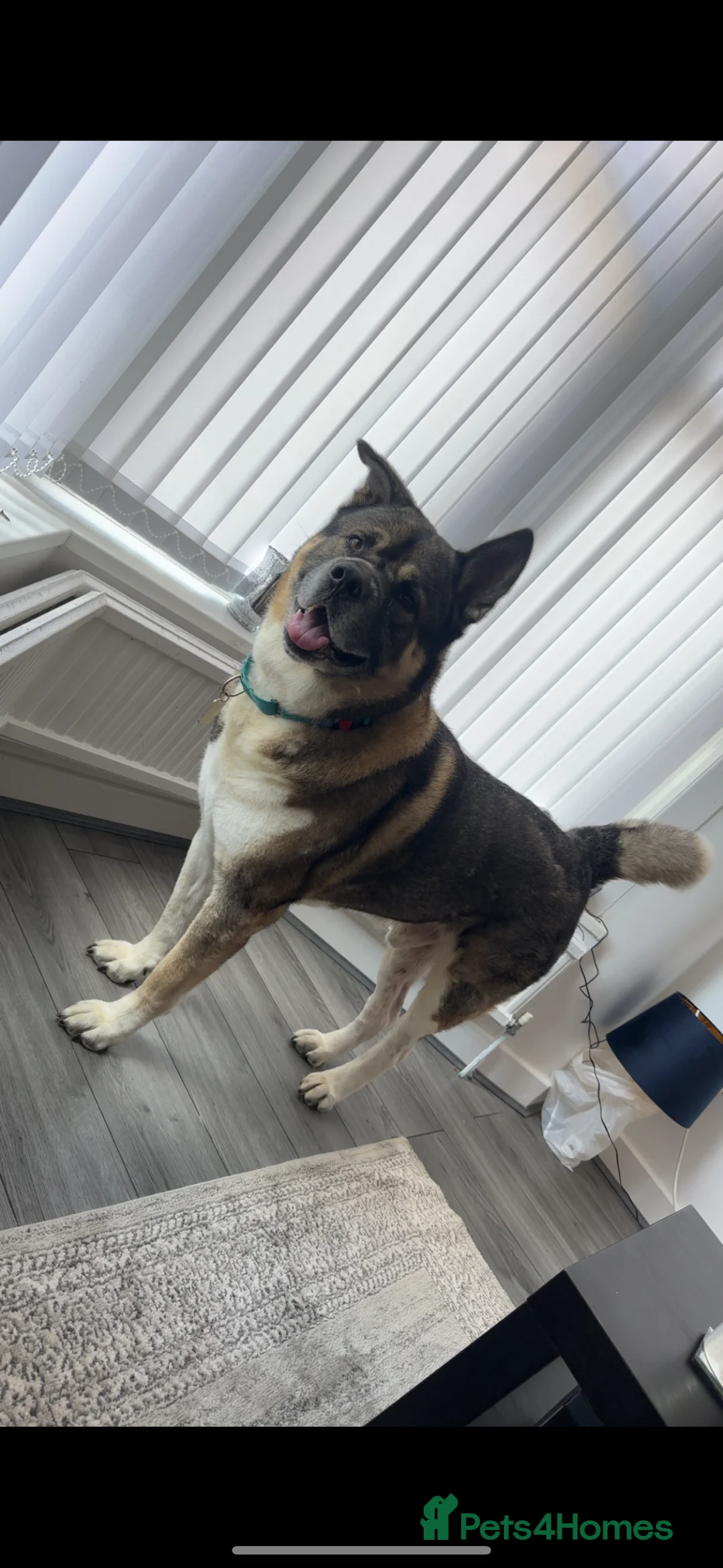 Akita dogs for stud: American Akita For STUD - Advert 6