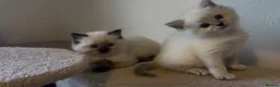 Persian cats for sale: Persian-Ragdoll Kittens - Affectionate and Fluffy - Advert 25