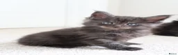 Maine Coon cats for sale: RUSSIAN XL GCCF SMOKE KITTENS - Advert 17