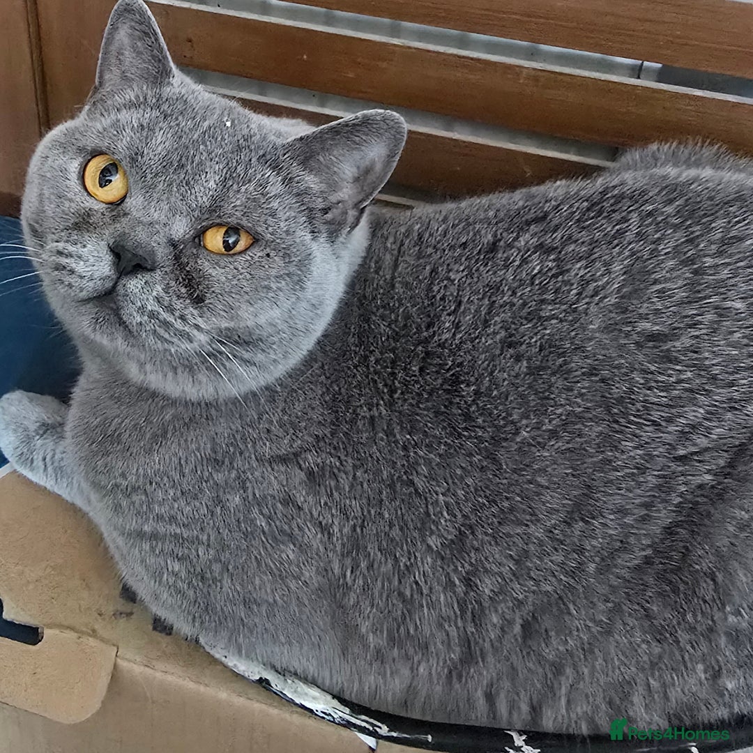 British Shorthair cats for sale: British short hair x ragdoll - Image 6