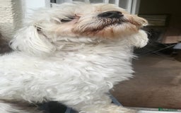 Bichon Frise dogs for sale: Reluctant sale  - Advert 2