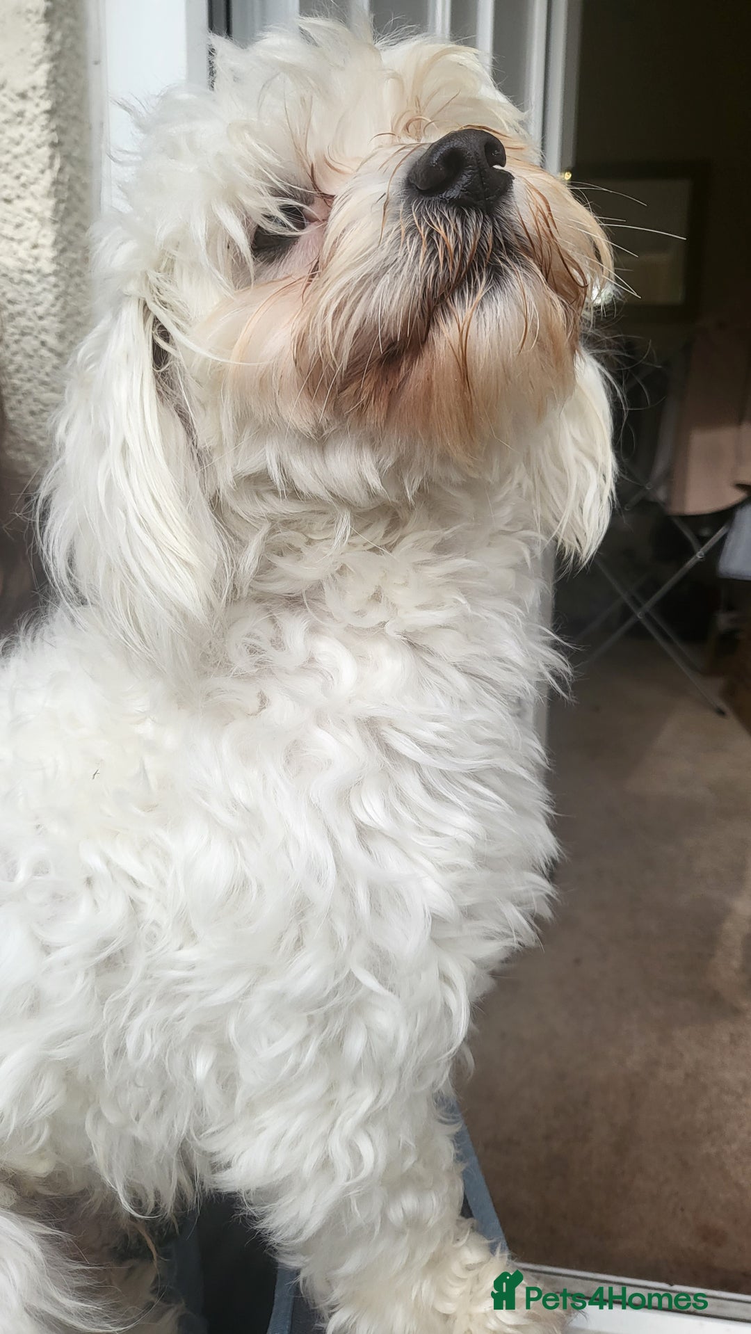 Bichon Frise dogs for sale: Reluctant sale  - Advert 2