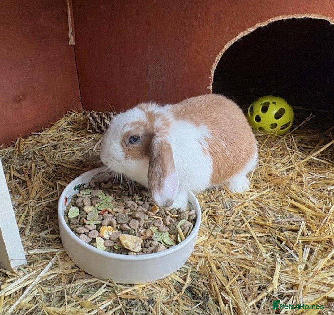 Mixed Breed rabbits for sale: Mini Lop X Netherland Dwarf - Advert 3