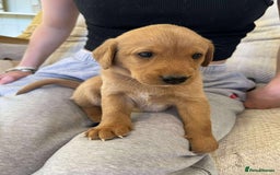 Labrador Retriever dogs for sale: Kc Registered Red Labradors - Image 7