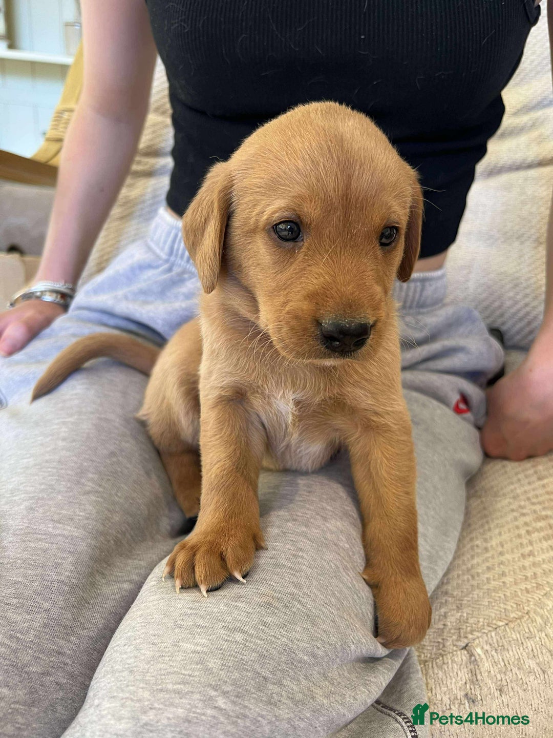 Labrador Retriever dogs for sale: Kc Registered Red Labradors - Image 7