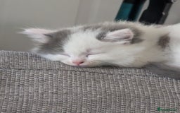 Ragdoll cats for sale: Rag doll cross - Image 6