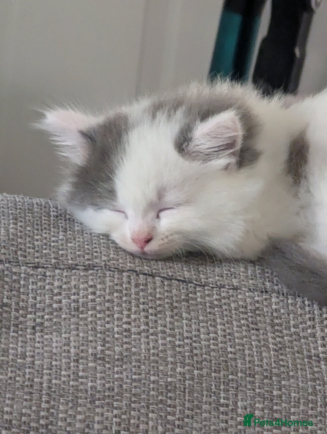 Ragdoll cats for sale: Rag doll cross - Image 6
