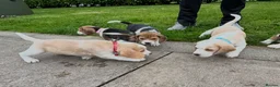Beagle dogs for sale: Quality Foot Beagle Puppies - Advert 17