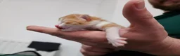 Mixed Breed cats for sale: Beautiful Unique Kittens Now Available to Reserve in Salisbury - Advert 8