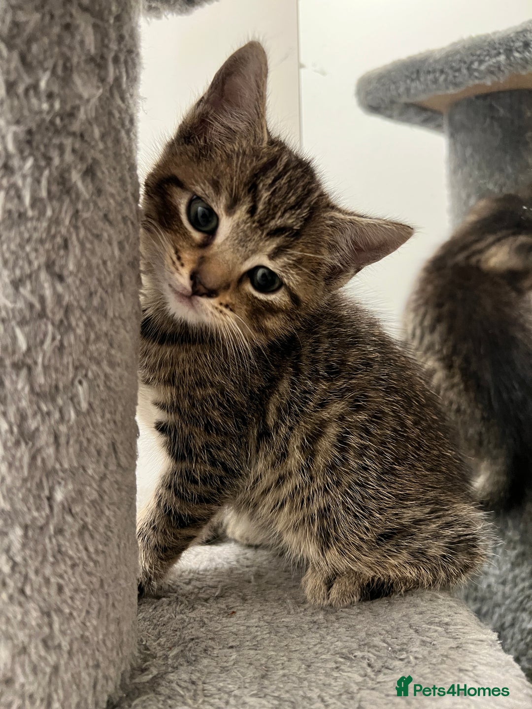 Domestic Shorthair cats for sale: Domestic Cats for sale🐈🐈‍⬛ - Image 1