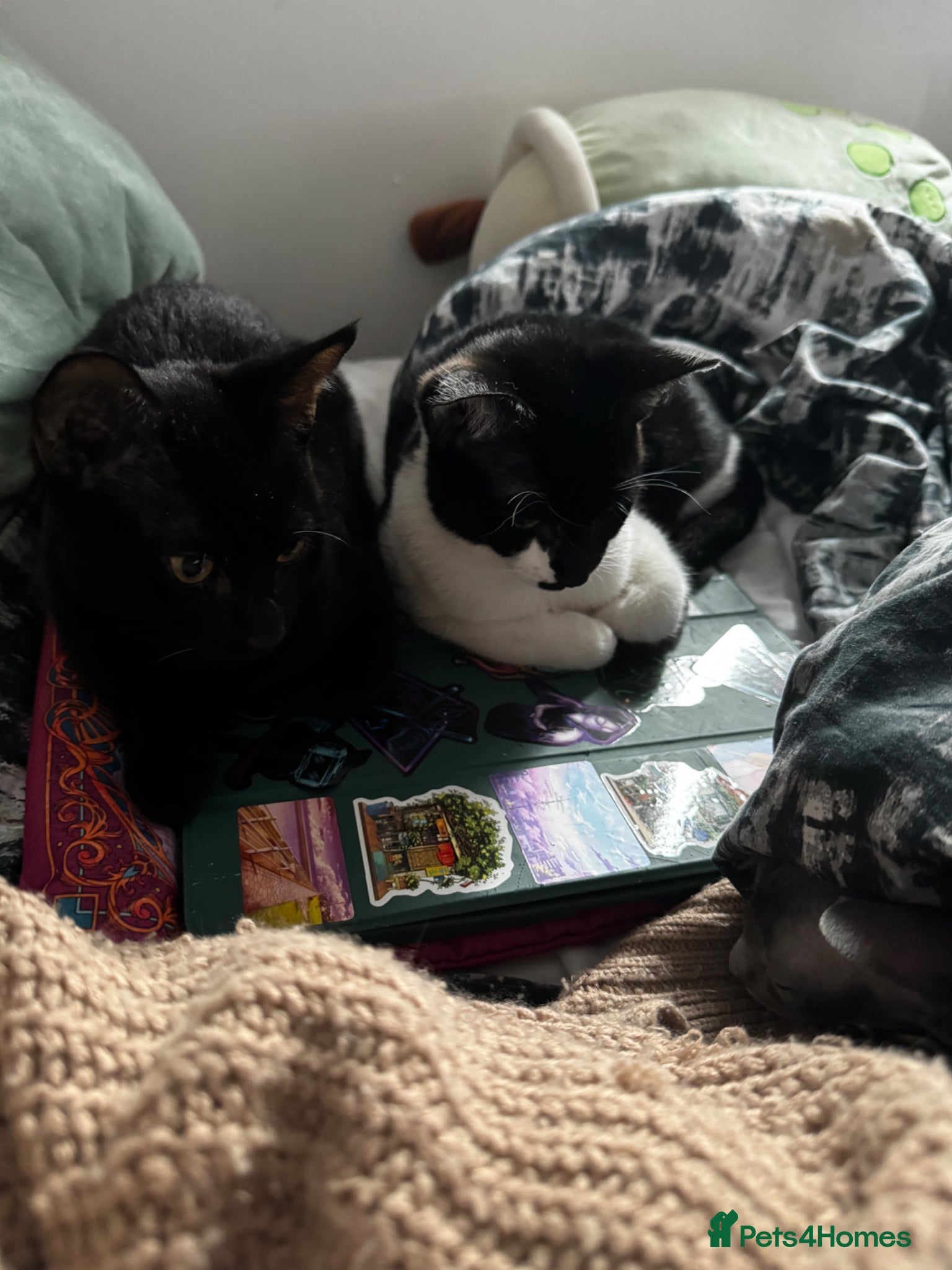 Mixed Breed cats Two Amazing Cats to be Rehomed  - Advert 5