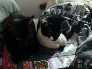 Mixed Breed cats Two Amazing Cats to be Rehomed - Advert 5