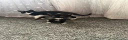 Mixed Breed cats for sale: 2 8 week old kittens and a 5 month old kittens  - Advert 4