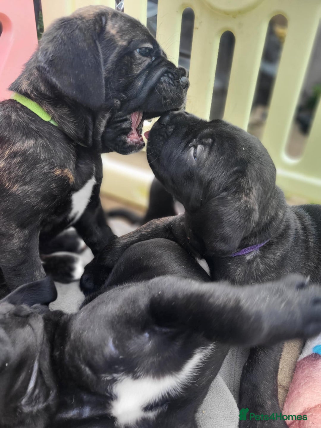 Cane Corso dogs for sale: 3 gorgeous male cane corso pups - Image 1