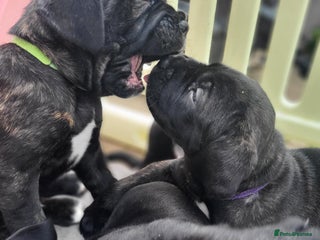 Cane Corso dogs - Advert 12