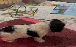 Cocker Spaniel dogs for sale: KC show cocker puppies black white boys - Image 30