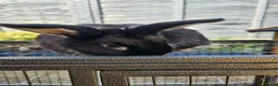 Mixed Breed rabbits for sale: Two boy rabbits  mini lop cross Netherland dwaft  in Cheltenham - Advert 8