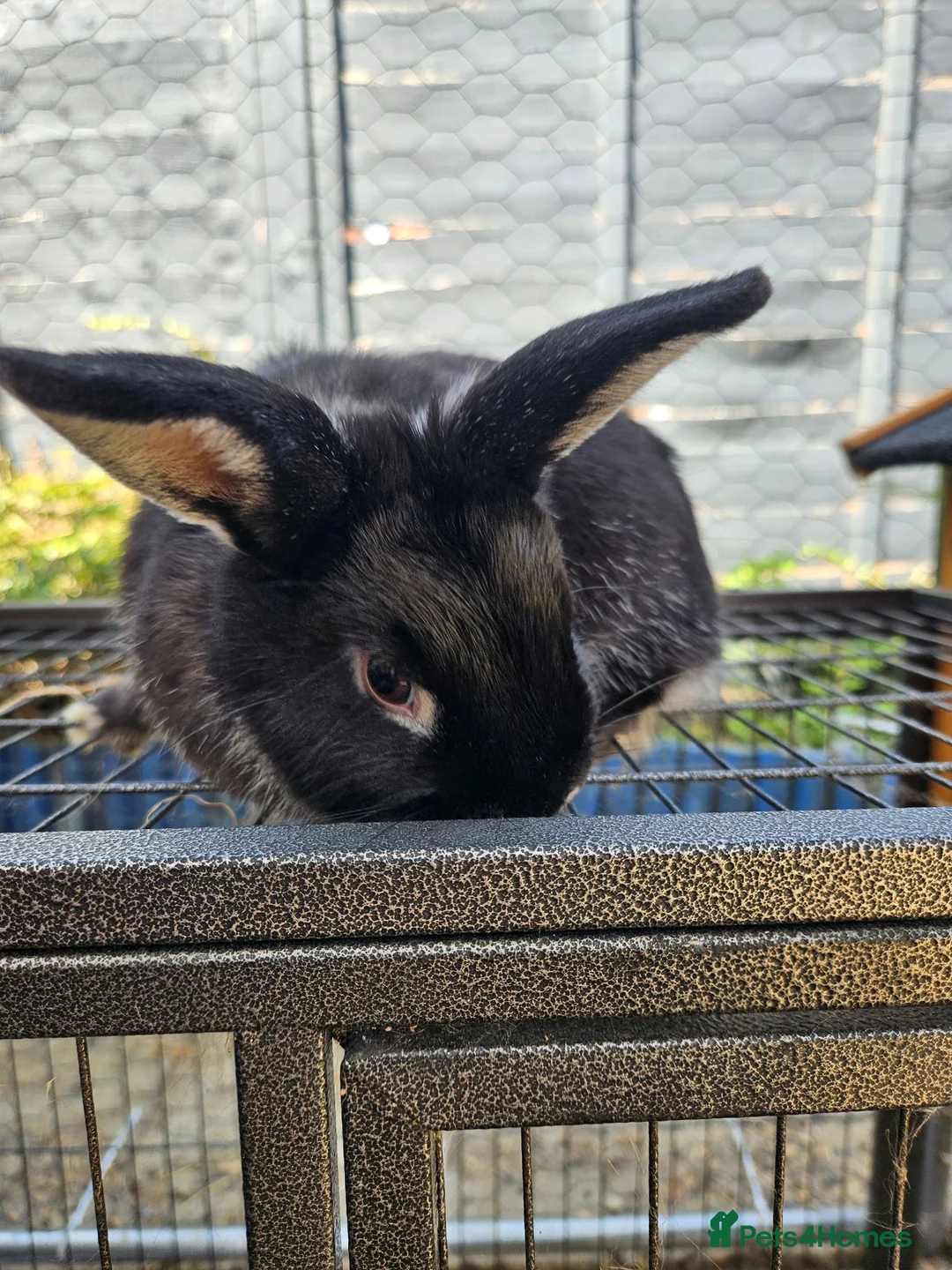 Mixed Breed rabbits for sale: Two boy rabbits  mini lop cross Netherland dwaft  in Cheltenham - Advert 8