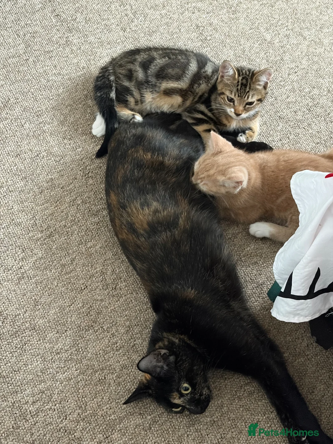 Mixed Breed cats for sale: Male tabby cat looking for new home 🏠  - Advert 2
