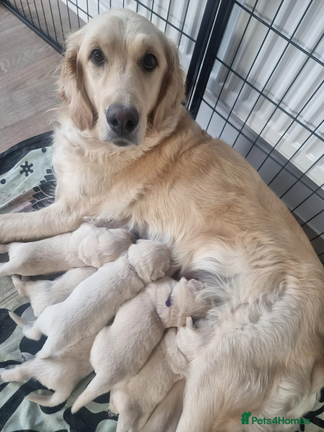 Golden Retriever dogs for sale: Amber is pregnant! - Advert 12