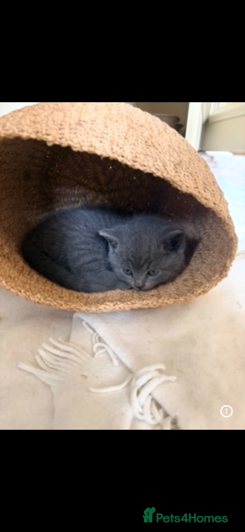 British Shorthair cats Beautiful British Shorthair kittens - London based - Advert 1