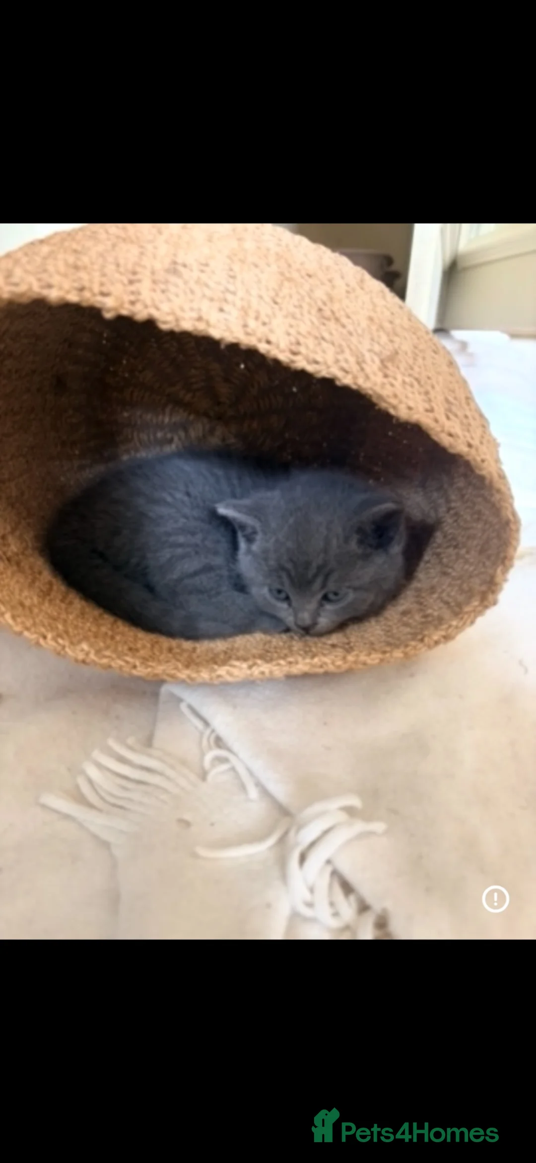 British Shorthair cats for sale: Beautiful British Shorthair kittens - London based - Advert 1