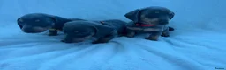 Dachshund dogs for sale: Miniature dachshund puppies in Perth - Advert 7