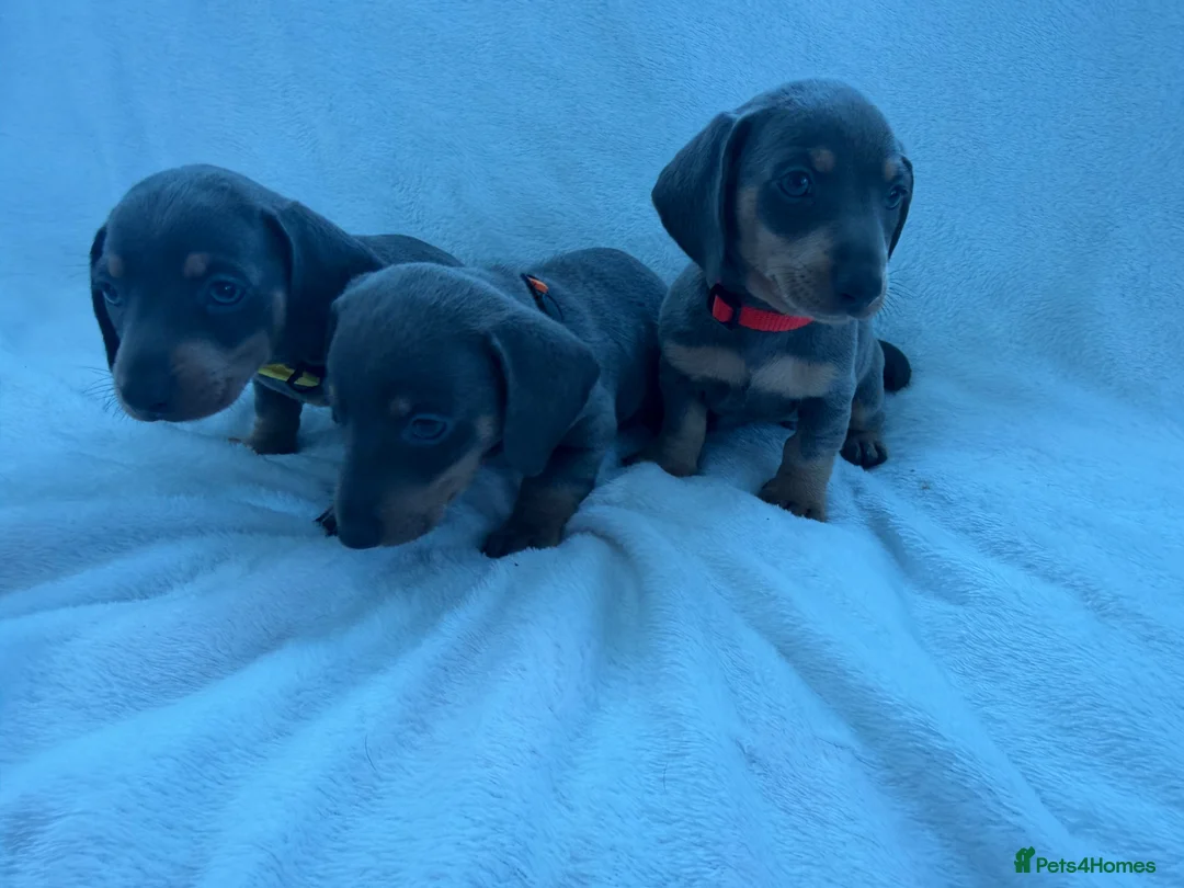 Dachshund dogs for sale: Miniature dachshund puppies in Perth - Advert 7
