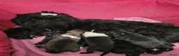 Lhasa Apso dogs for sale: Lhasa Apso — vet-checked, home-raised pups - Advert 5