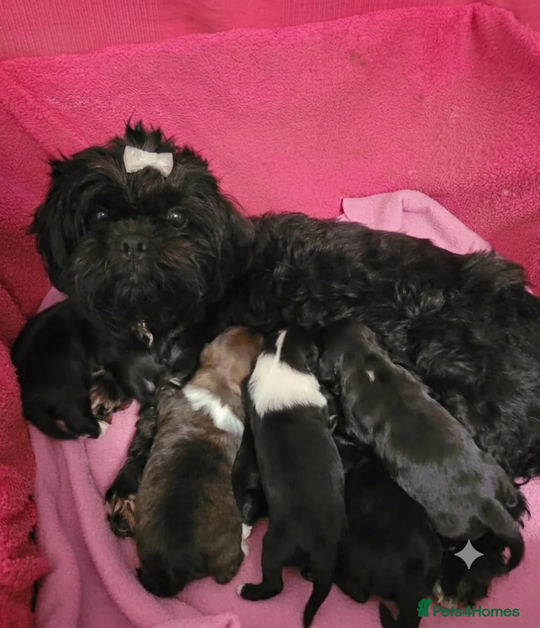 Lhasa Apso dogs for sale: Lhasa Apso — vet-checked, home-raised pups - Advert 5