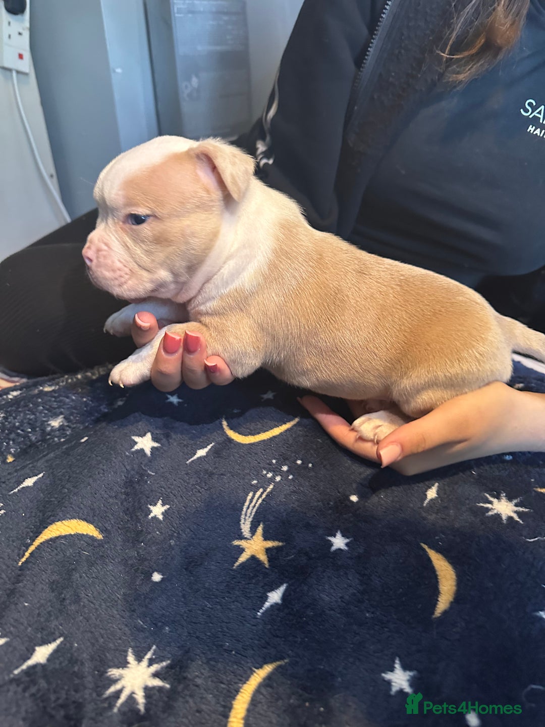 American Bully dogs for sale: ABKC REGISTERED Pocket Exotic/Extreme Bully PUPS! - Image 8