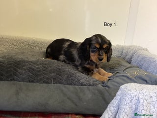 Cockalier dogs - Advert 1