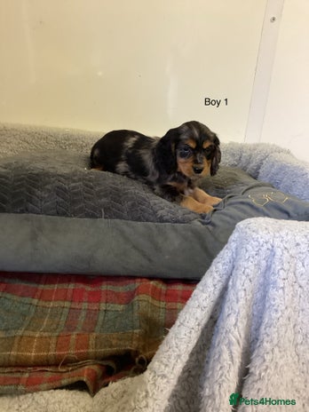 Cockalier dogs - Advert 1