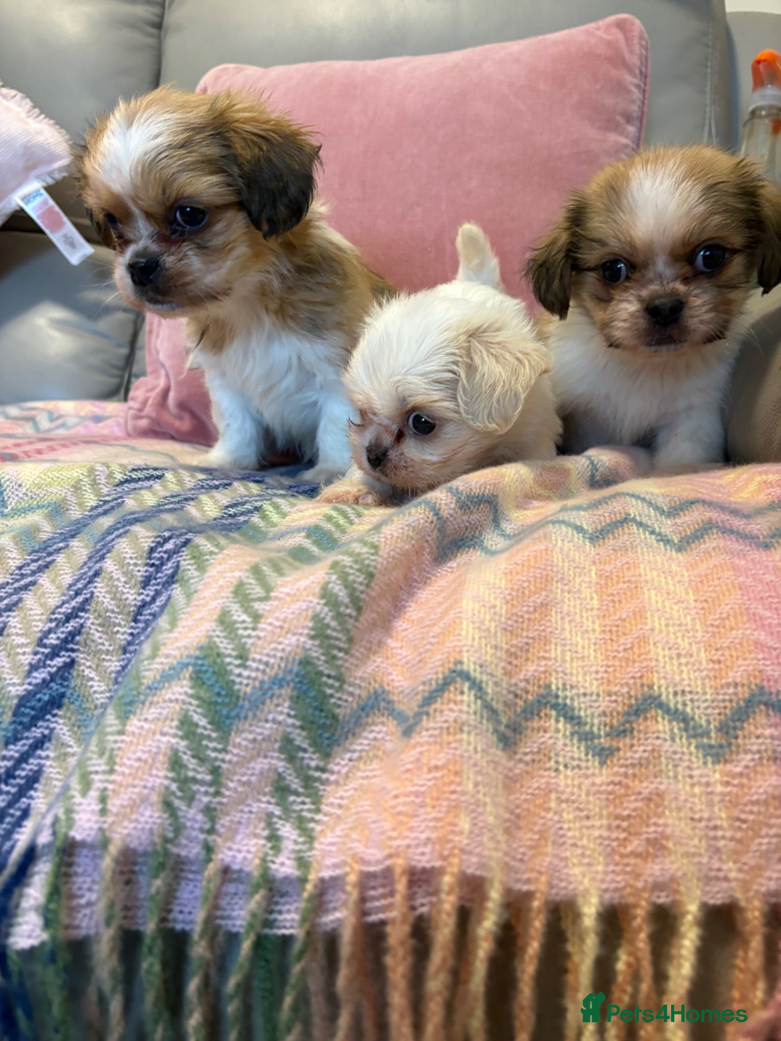Shih Tzu dogs Stunning shihzu - Advert 18