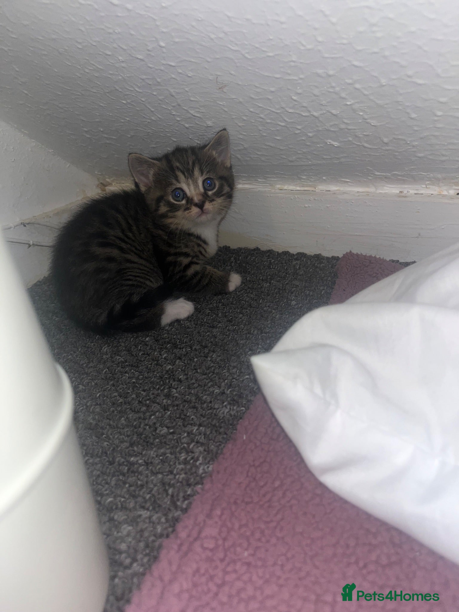 Mixed Breed cats Kittens for sale  - Advert 6